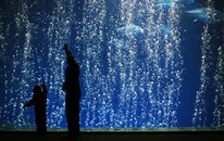 California-blue aquarium.jpg
