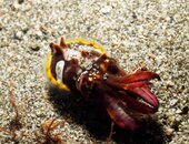 S-flambocuttlef03TR.JPG