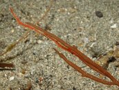 S-shrimp-tozeuma01TR.JPG