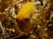 S-pygmycuttlef02TR.JPG