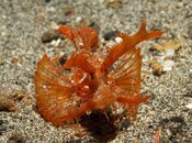 S-scorpionf-ambon02TR.JPG