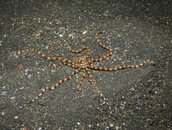 S-octo-wunder01TR.JPG