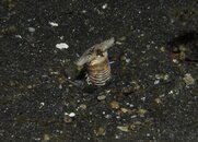 S-bobbittworm01TR.JPG