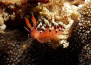 S-nudi19TR.JPG