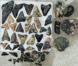 teeth060709.jpg