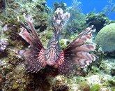 Lion Fish 1.jpg