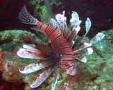 Lion Fish 2.jpg