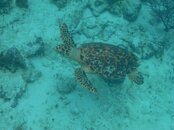 Turtle.jpg