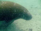 manatee1.jpg