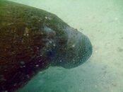 manatee.jpg