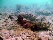 redgrouper.jpg