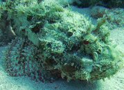 pleasure crocker reef3.jpg