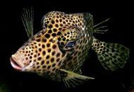 Trunkfish copy.jpg