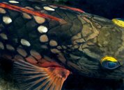 stoplight parrotfish copy.jpg