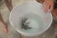 Lionfish2..jpg