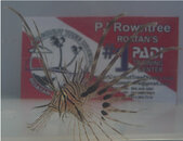 lionFish2.jpg