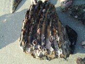 PICT0136.jpg