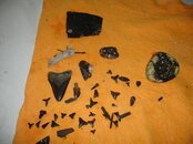 shells 005.jpg