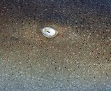 Nurse shark eye and skin.jpg