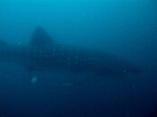 whaleshark1.jpg