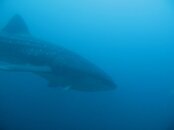 whaleshark2.jpg
