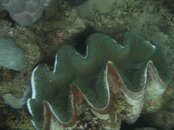 giantclam.jpg