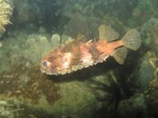 porcupinefish.jpg