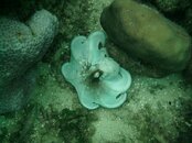 cur_octo.JPG