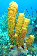 Orange-Tube-Sponges-11177.jpg