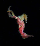 mating_seahorses.jpg