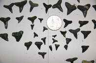 small_teeth1024.jpg