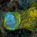Frog Fish Yellow18.jpg