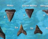 id_chart_part.jpg
