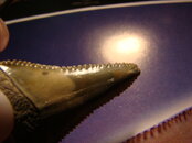 DSC02332.JPG