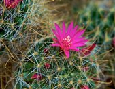 Cactus.jpg