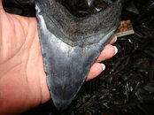 DSC02340.JPG