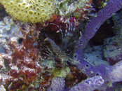 Lionfish At PDC.jpg