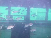 red sea pics 026.jpg
