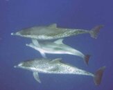 Dolphin 1.jpg