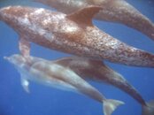 Dolphin 2.jpg