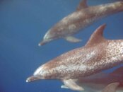 Dolphin 3.jpg