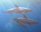 Dolphin 4.jpg