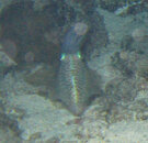 blueangelsquid.jpg