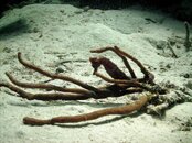 Seahorse.jpg