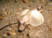 Leopard Sea Robin 5, Riviera Beach Dock.jpg