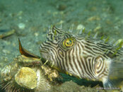 Striped Burrfish 2, Blue Heron Bridge Florida.jpg