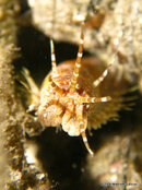 Long Bristle Eunice 4, Riviera Beach Dock.jpg