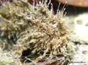 Striated Frogfish 11, Riviera Beach Dock.jpg