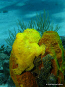 Longlure Frogfish, St. Vicet.jpg