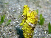 Longsnout Seahorse, Overthere.jpg